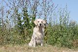 GOLDEN RETRIEVER 262